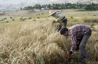 چشم کشاورزان جنوب کرمان به حمایت‌های دولتی دوخته‌شده است 