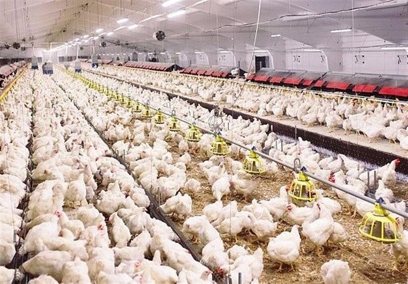 مجوز کشتارکن‌ها در صورت خرید و فروش مرغ با قیمت بالا لغو می‌شود