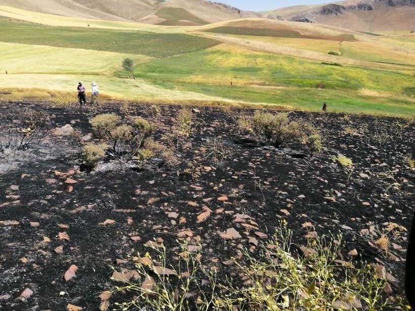 آتش سوزی عمدی بخشی از مراتع البرز تایید شد