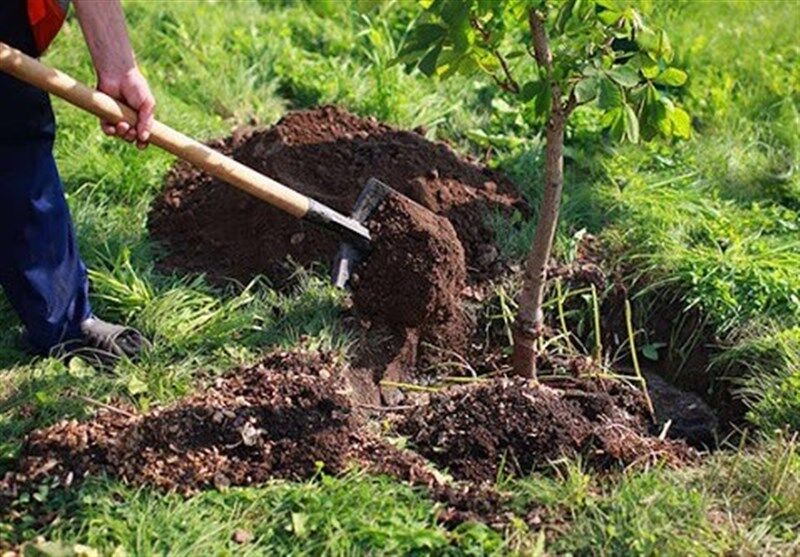 کاشت درخت در ۱۶۰۰ هکتار از اراضی استان هدفگذاری شد
