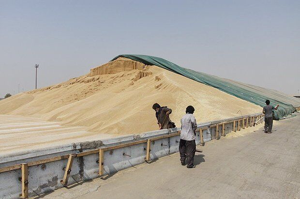 تحویل ۱۵۰ هزار تن گندم به سیلوهای خراسان رضوی
