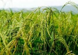 کاهش هزینه و رنج تولید برنج در گیلان
