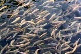 بیش از ۶۰۰ هزار قطعه بچه ماهی در خراسان رضوی توزیع شده است