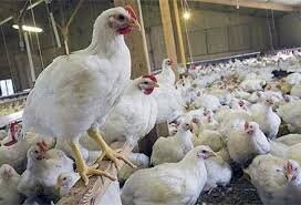 پیش‌بینی رشد ۳۴ درصدی تولید گوشت مرغ در خراسان رضوی