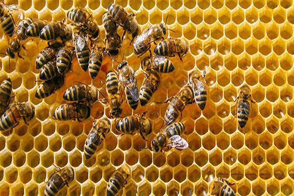 پیش‌بینی برداشت ۱۲۵ تن عسل در شهرستان بهار