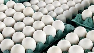 توزیع ۶ تن تخم مرغ تنظیم بازار در فروشگاه‌های شهرداری مشهد