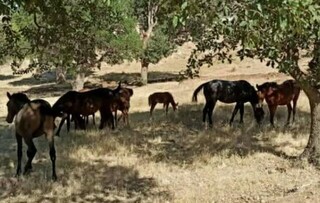 اعلام جرم علیه ۱۶ پرورش دهنده اسب در آبدانان