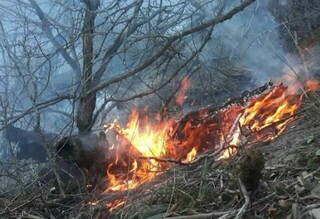 دستگیری ۲ نفر حین آتش زدن عمدی جنگل در گرگان