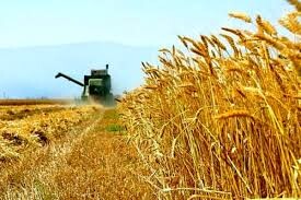 افزایش قیمت خرید گندم نتیجه کارشناسی دقیق و هوشمندانه دولت بود