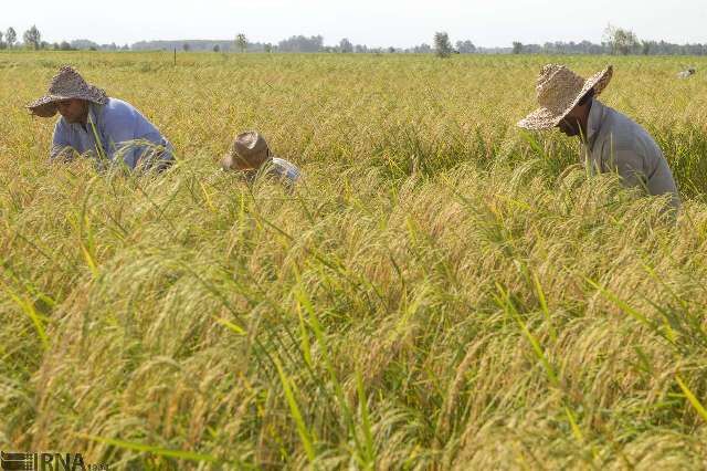 «املش» شهرستان‌های برتر گیلان در کاهش هزینه تولید برنج   