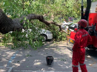 سقوط درخت عظیم الجثه روی خودروی ساینا