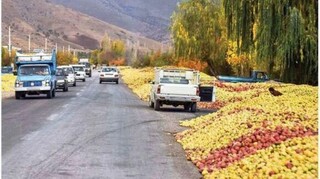 برخورد با انباشت کنندگان سیب در جاده های آذربایجان غربی