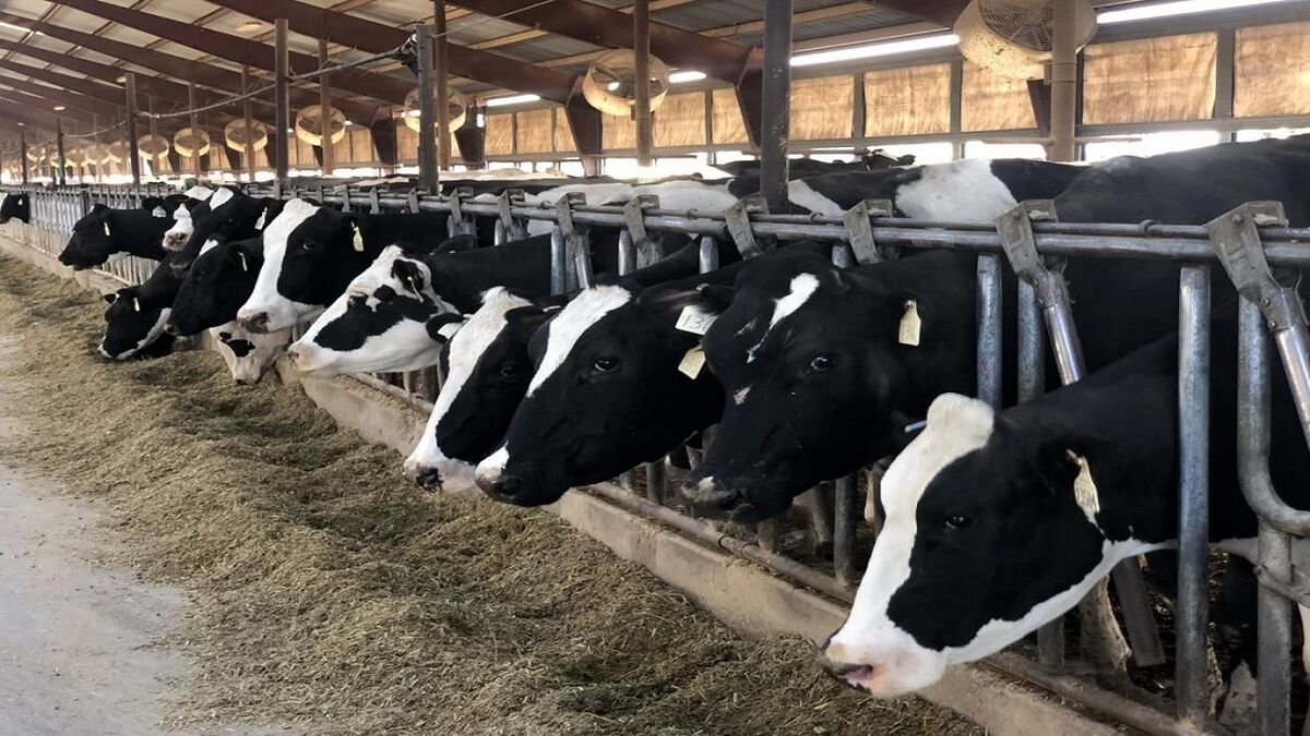 بزرگترین مجتمع دامداری گاو شیری در گناباد راه اندازی می‌شود