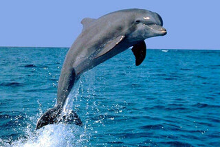 صیادان بوشهری دومین دلفین گرفتار را نجات دادند
