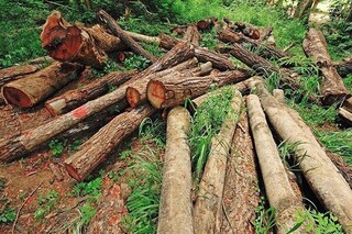 انهدام باند قاچاق و تهیه زغال از چوب آلات جنگلی در گلبهار