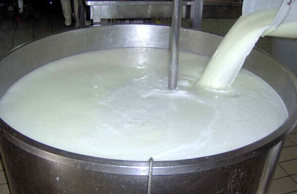 تولید روزانه بیش از ۳۵ تن شیر خام در تایباد