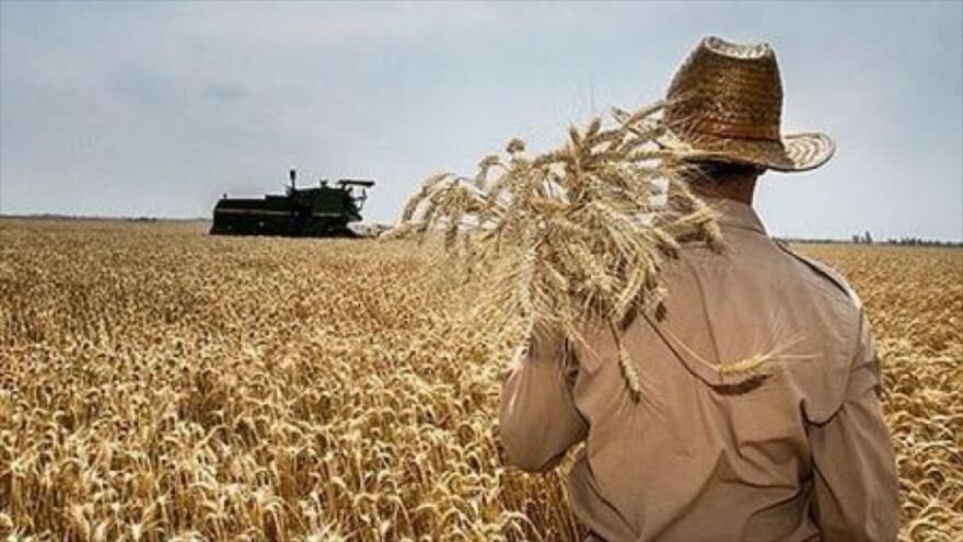 حوادث غیر مترقبه، عامل کاهش ۱۱ هزار تنی تولید گندم در درگز
