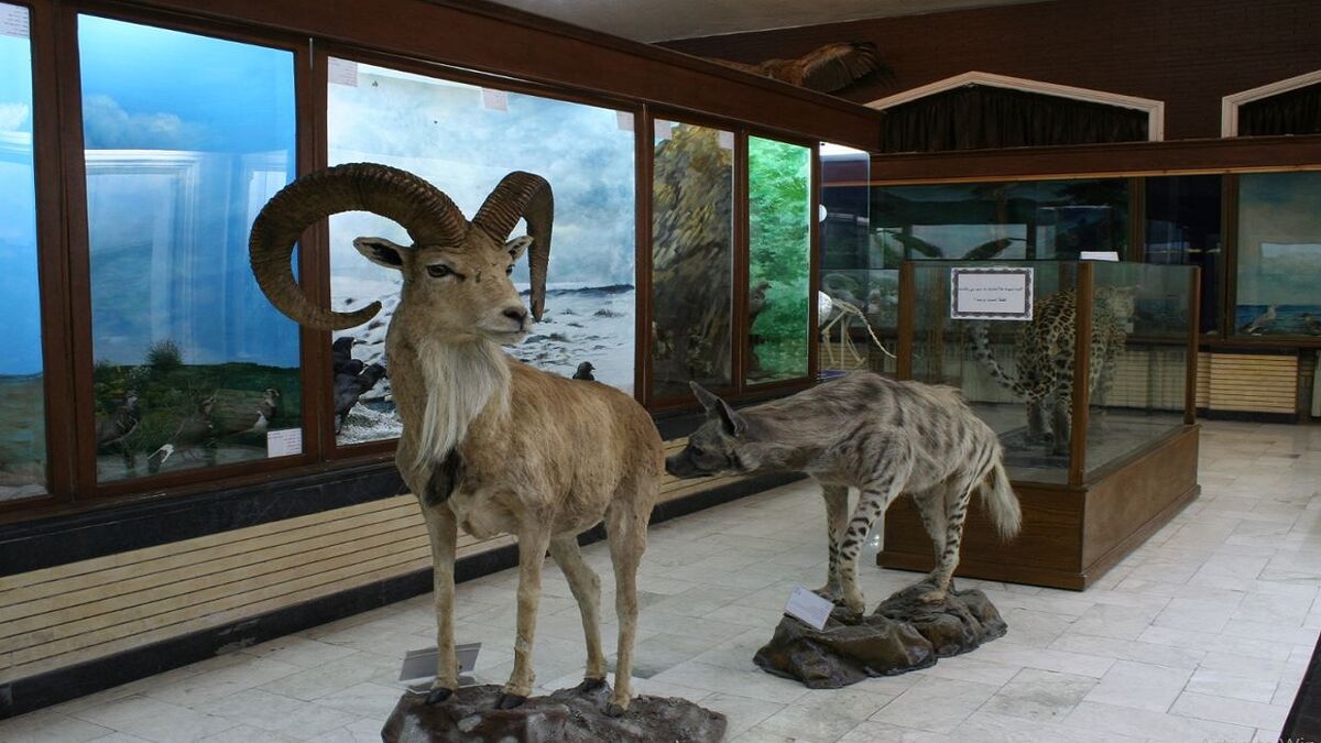 بازدید رایگان از موزه تاریخ طبیعی در خراسان رضوی