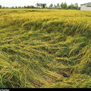 باران به مزارع برنج گیلان خسارت زد