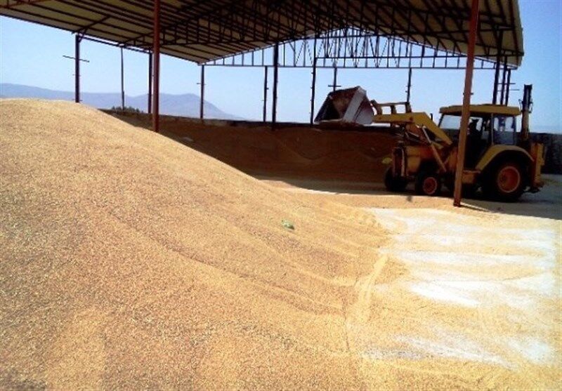 حجم خرید گندم و کلزا در خراسان رضوی از ۱۱۴ هزار تن گذشت