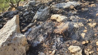 حکم تعقیب عوامل آتش سوزی جنگل‌ در دزفول صادر شد