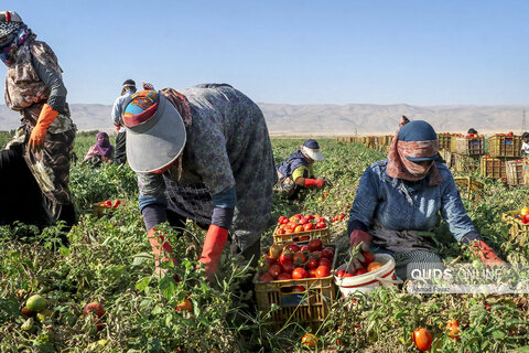 فصل برداشت گوجه فرنگی
