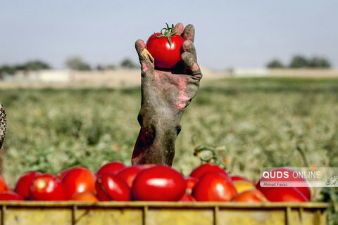 فصل برداشت گوجه فرنگی