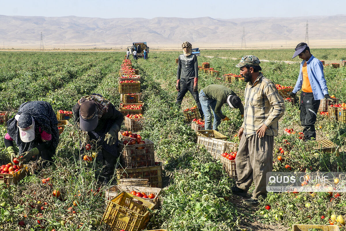 خرید حمایتی گوجه فرنگی در  خراسان رضوی منتظر مجوز از تهران 