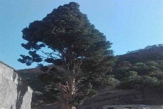 ثبت ملی درخت افسانه‌ای ۶۰۰ ساله «اَوِرس» در لرستان