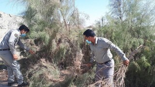 پنج کومه شکاری در کنارک تخریب شد