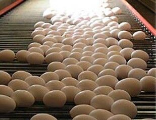 آیا تولید تخم مرغ در خراسان رضوی به صفر خواهد رسید؟
