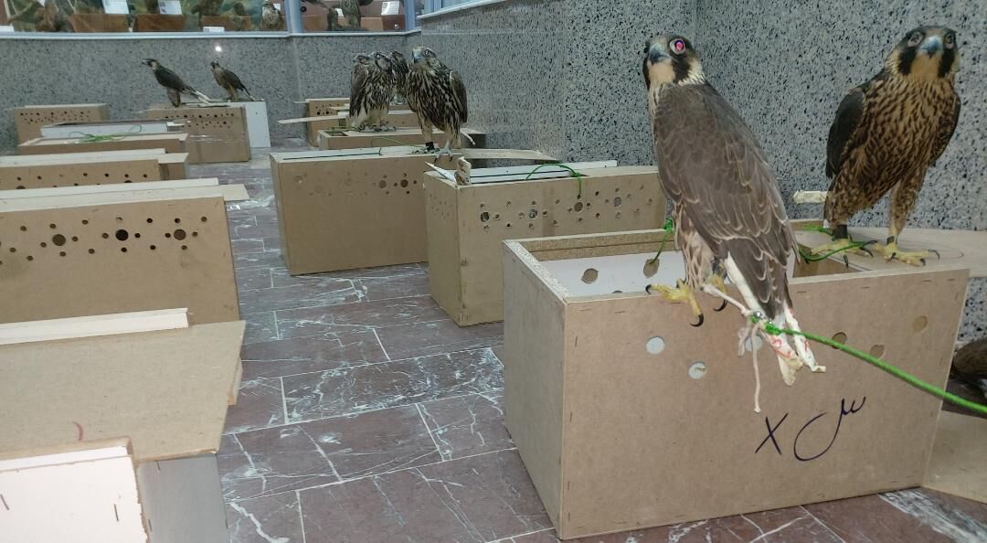 کشف محموله پرنده شکاری قاچاق در بوشهر