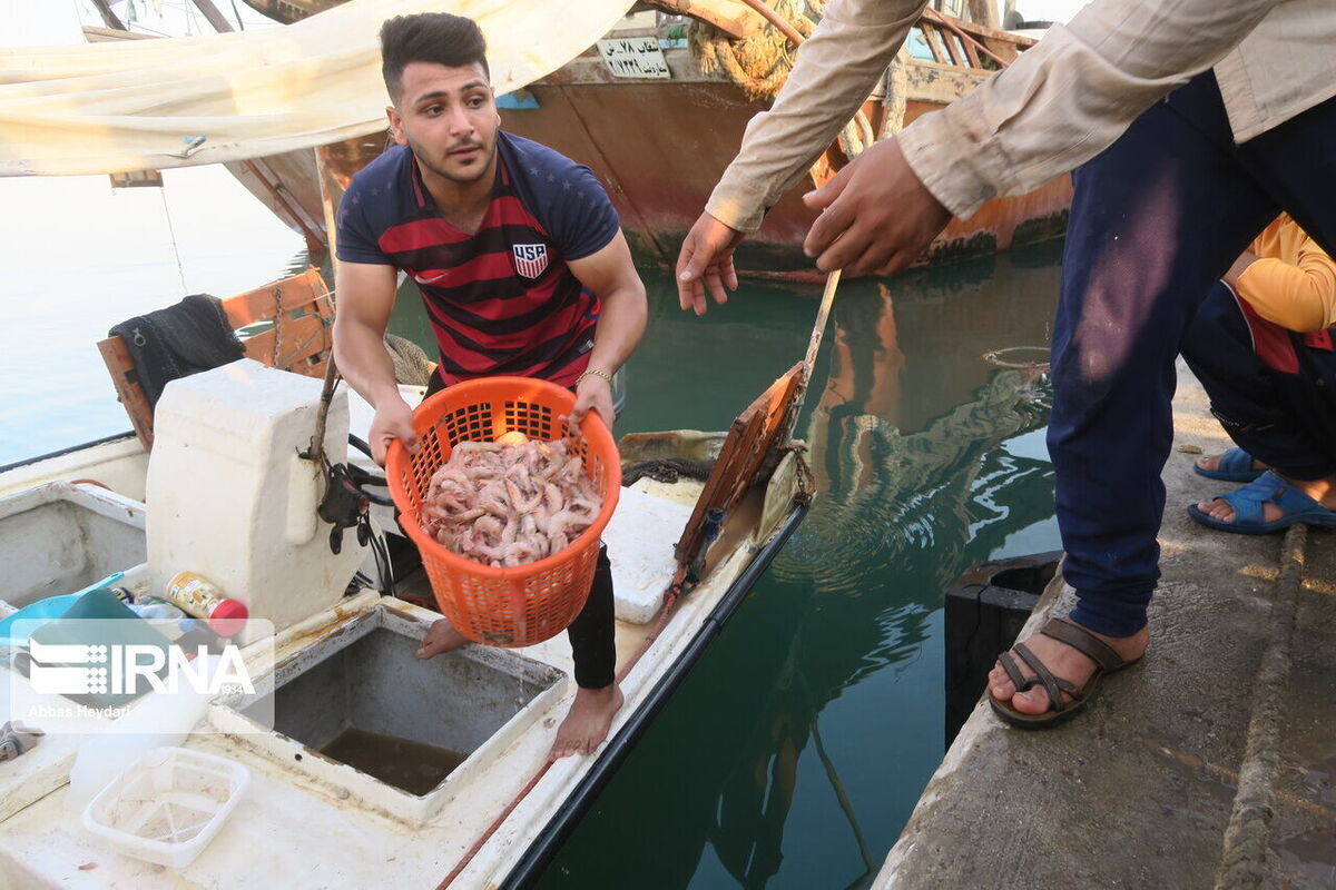 صید میگوی ببری در آبهای خلیج فارس ممنوع شد