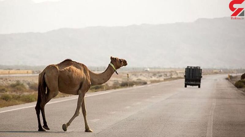 شترهای سرگردان کابوس جاده های جنوب؛ شترها سواد ترافیکی ندارند آهسته برانید 