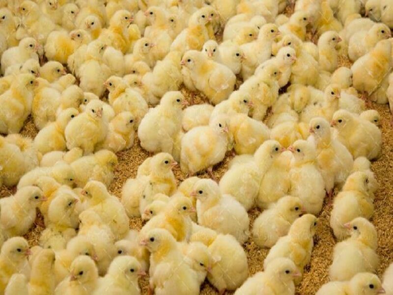 رئیس اتحادیه مرغداران مرغ تخم‌گذار خراسان رضوی:جوجه‌ریزی در خراسان رضوی ۶۶درصد کاهش یافته است 