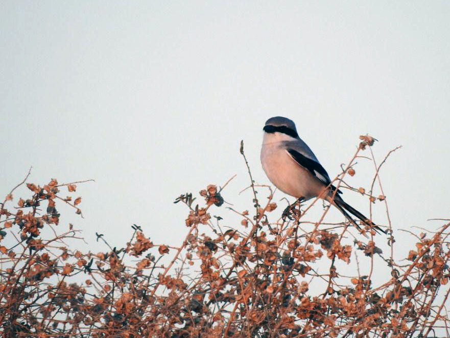شناسایی و ثبت یک گونه جدید از پرندگان در خراسان رضوی