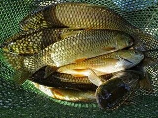 ۴۴ هزارتن ماهی گرمابی امسال در گیلان تولید می‌شود