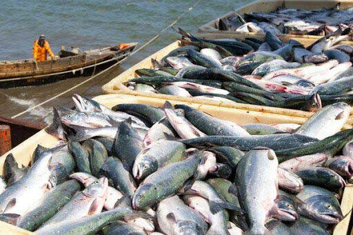 مجوز صید ماهی در سد سلمان فارسی فقط برای اعضای تعاونی‌