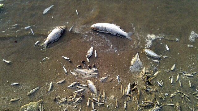 نشت مواد نفتی علت تلف شدن ماهی ها در ساحل عسلویه 