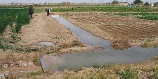 آب در ۷۷ درصد اراضی کشاورزی خراسان رضوی همچنان هدر می‌رود