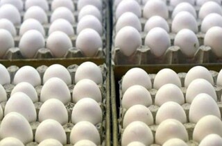 بیش از یک میلیون عدد تخم مرغ غیر بهداشتی در مشهد توقیف شد