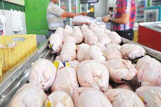 جزئیات توزیع مرغ تنظیم بازاری در تهران
