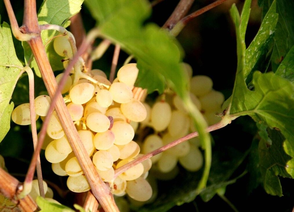 ۳۰درصد انگور قوچان به کشورهای خارجی صادر می‌شود