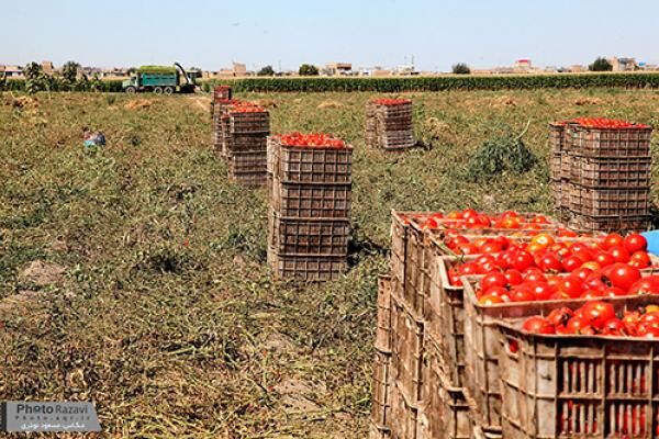 بیش‌ از ۳۲۰۰۰ تن گوجه‌فرنگی از اراضی مزرعه نمونه برداشت شد