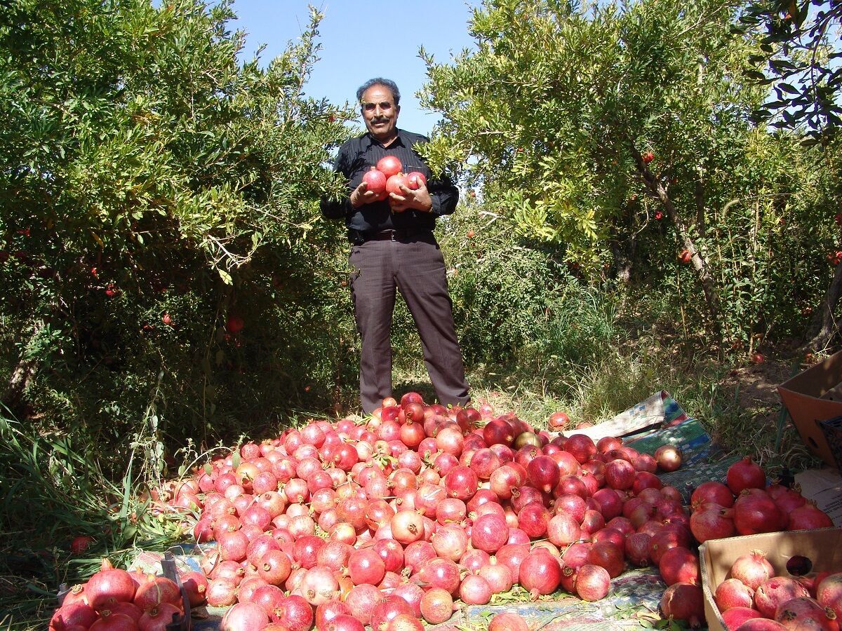 حدود ۶۵۰۰ تن انار و انگور در گناباد برداشت شد
