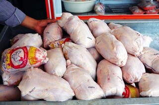 مرغ با نرخ ۱۹ هزار و ۱۰۰ تومان در گیلان به‌دست مصرف‌کننده می‌رسد
