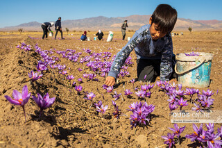 خرید ۷۲۷ کیلوگرم زعفران در طرح خرید حمایتی زعفران در مشهد/ اعلام نحوه تسویه حساب با کشاورزان