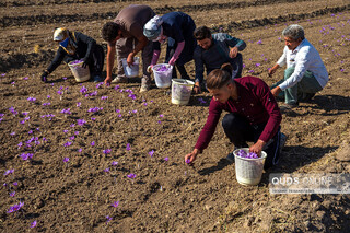 کم کاری شورای ملی و اتحادیه صادر کنندگان زعفران در خرید این محصول از کشاورزان / ارزش  زعفران از قیمت های فعلی بالاتر است