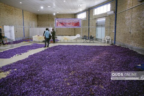 جهادگران بسیجی در قرارگاه اقتصادی زعفران