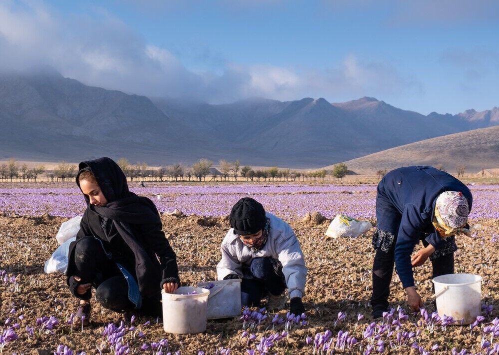 برداشت زعفران در ۶۰ درصد مزارع خراسان رضوی پایان یافت